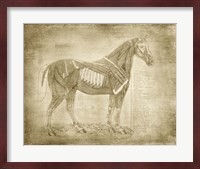 Horse Anatomy 401 Fine Art Print