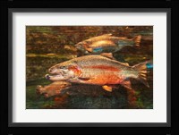 A Good Day to Be a Salmon Fine Art Print