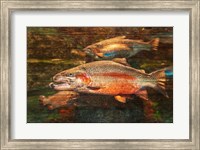 A Good Day to Be a Salmon Fine Art Print