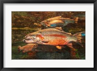 A Good Day to Be a Salmon Fine Art Print