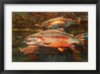 A Good Day to Be a Salmon Framed Print