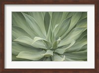 Elegant Agave Fine Art Print