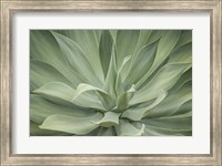 Elegant Agave Fine Art Print