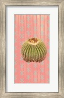Barrel Cactus Fine Art Print