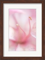 Softness Fine Art Print