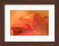 Fall Leaf Fine Art Print