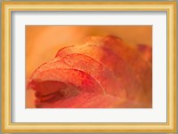 Fall Leaf Fine Art Print