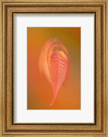 Sumac Leaf Fine Art Print
