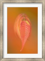 Sumac Leaf Fine Art Print