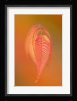Sumac Leaf Framed Print
