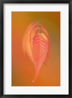 Sumac Leaf Framed Print