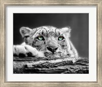 Pop of Color Snow Leopard Eyes Fine Art Print