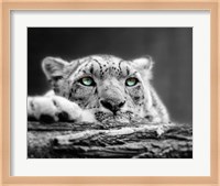 Pop of Color Snow Leopard Eyes Fine Art Print