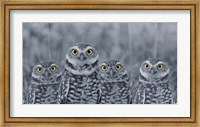 Pop of Color Burrowing Owl Family Fine Art Print