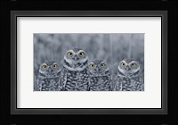 Pop of Color Burrowing Owl Family Fine Art Print