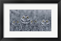 Pop of Color Burrowing Owl Family Fine Art Print