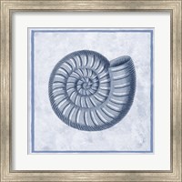 Blue Nautilus A Fine Art Print