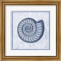 Blue Nautilus A Fine Art Print