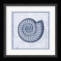 Blue Nautilus A Framed Print