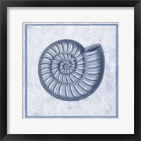 Blue Nautilus A Framed Print