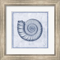 Blue Nautilus B Fine Art Print