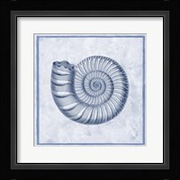 Blue Nautilus B Framed Print