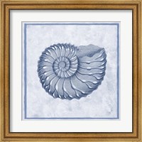 Blue Nautilus C Fine Art Print