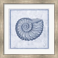 Blue Nautilus C Fine Art Print