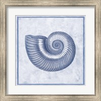Blue Nautilus D Fine Art Print