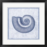 Blue Nautilus D Framed Print