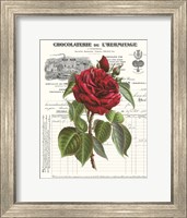 Heirloom Roses A Fine Art Print