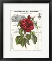 Heirloom Roses A Framed Print