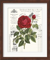 Heirloom Roses B Fine Art Print
