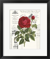 Heirloom Roses B Framed Print