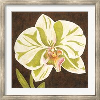 Surabaya Orchid Petites A Fine Art Print