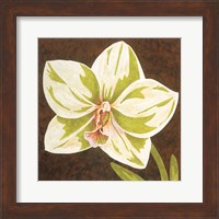 Surabaya Orchid Petites B Fine Art Print