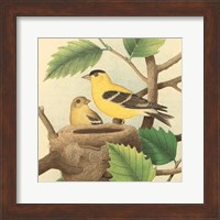 Goldfinch & Warbler A Fine Art Print