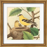 Goldfinch & Warbler A Fine Art Print