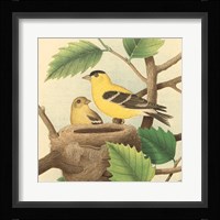 Goldfinch & Warbler A Framed Print