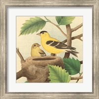 Goldfinch & Warbler A Fine Art Print