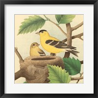 Goldfinch & Warbler A Framed Print