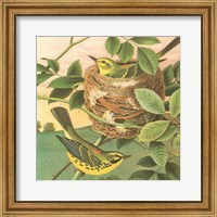 Goldfinch & Warbler B Fine Art Print