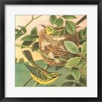 Goldfinch & Warbler B Framed Print