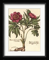 Giant Peony I Framed Print