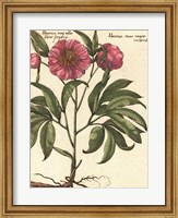 Giant Peony II Fine Art Print