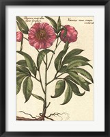 Giant Peony II Framed Print