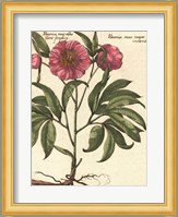 Giant Peony II Fine Art Print