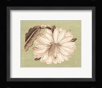 Regence Lily II Framed Print