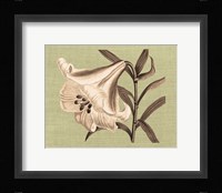 Regence Lily III Framed Print