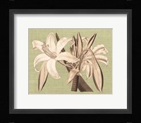 Regence Lily IV Framed Print